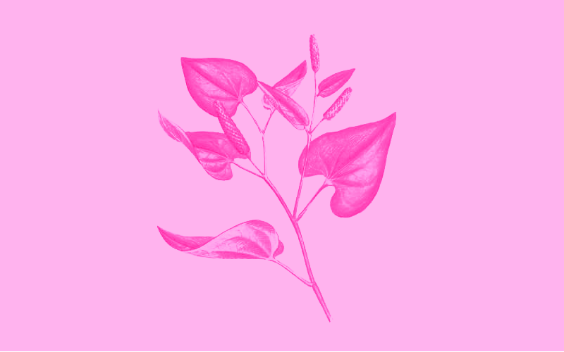 Long Pepper: A Short History