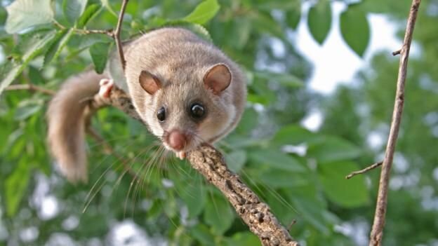 Small pleasures: The edible dormouse in Ancient Rome